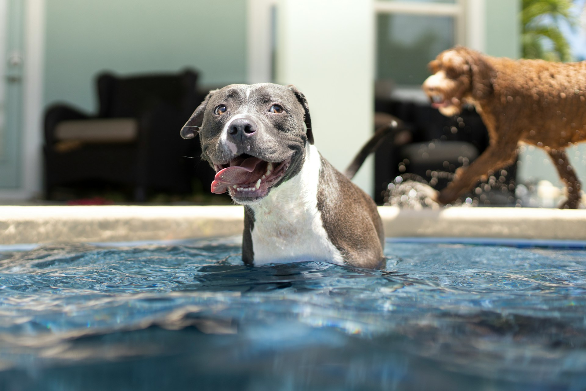 Anacapa Pools - Ensuring Pool Safety for Kids and Pets